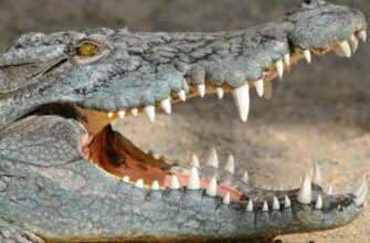 Значення сновидінь: до чого сниться багато води та його символіка