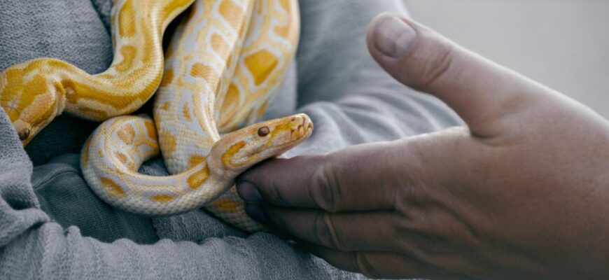 Значення сну про гадюк: тлумачення та символіка в різних сонниках