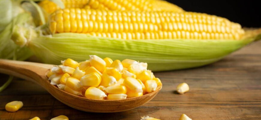 Значення сну про кукурудзу: до чого сниться кукурудза та її символіка