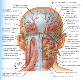 Головні болі у потилиці - лікування і причини - центр «Меддіагностика»