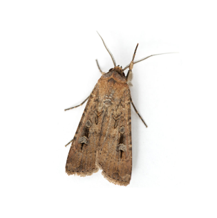 Знищення молі у квартирі, дезінфекція від молі у Києві, Україні на ...