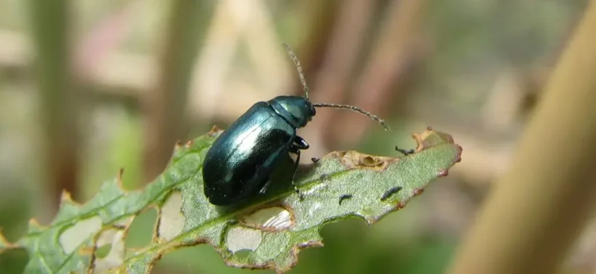 Звідки беруться блохи в хаті: основні причини та способи захисту
