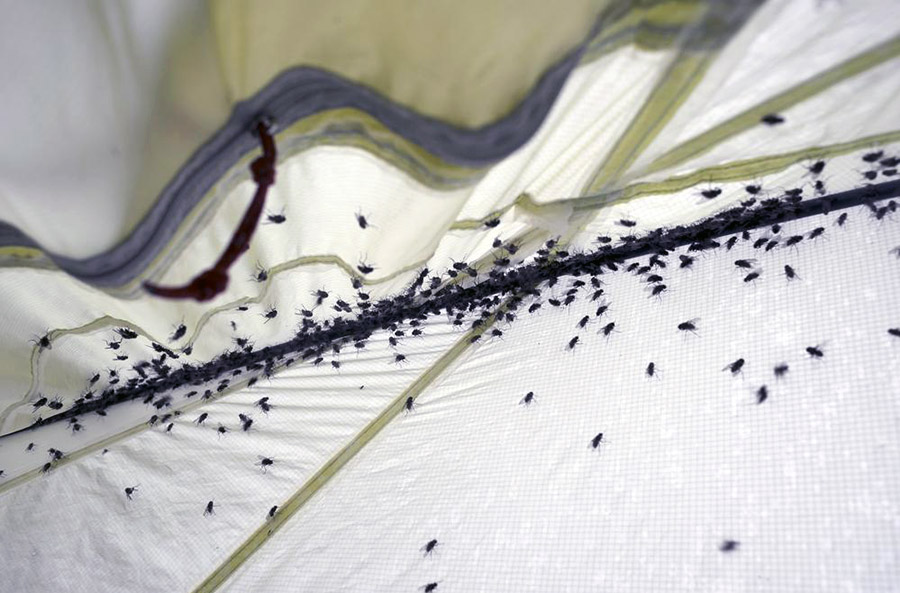 Як позбавитися від мошок на кухні: швидко та ефективно