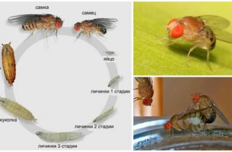 Звідки беруться мошки: Основні причини появи в домі та на природі
