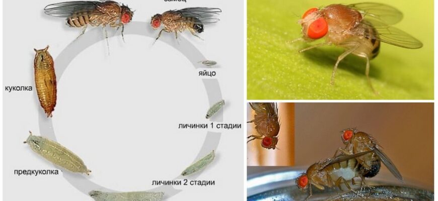 Звідки беруться мошки: Основні причини появи в домі та на природі Звідки беруться мошки: Основні причини появи в домі та на природі