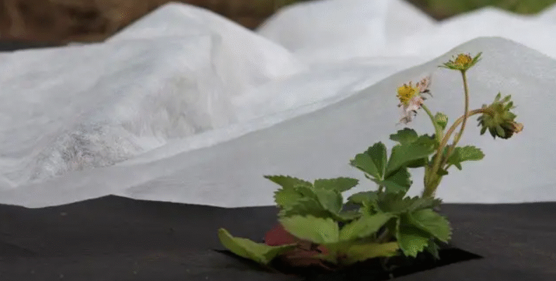 Агроволокно чи агротканина: що обрати для ваших потреб?