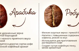 Арабіка чи робуста: як вибрати ідеальну каву для вашого смаку?