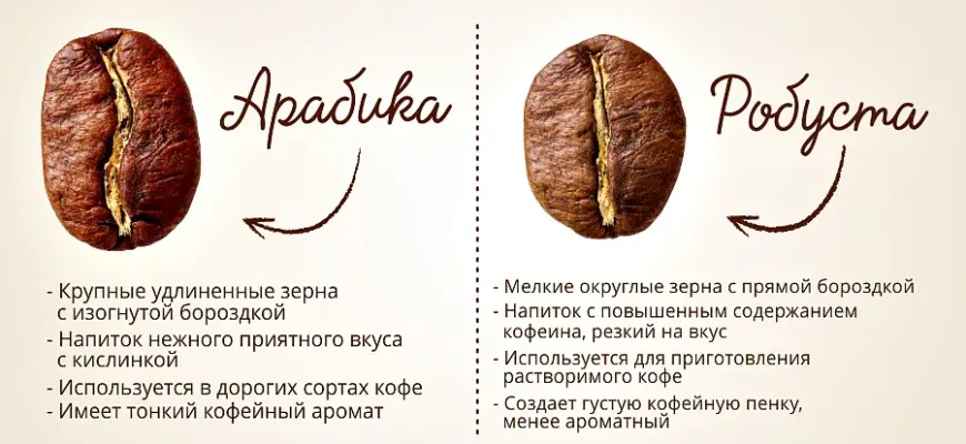 Арабіка чи робуста: як вибрати ідеальну каву для вашого смаку?