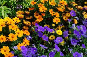 Багаторічна чи однорічна: особливості вирощування квітів газанія