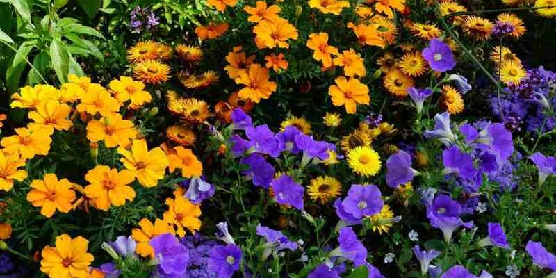 Багаторічна чи однорічна: особливості вирощування квітів газанія