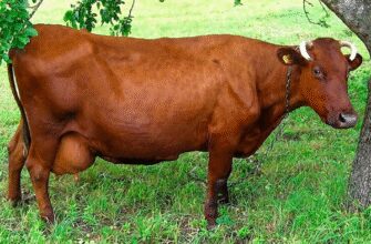 Через скільки днів після отелу корова готова до парування: деталі