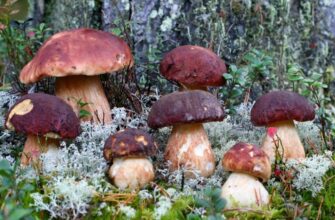 Чому сняться білі гриби: розкриття значення та символізму сновидінь