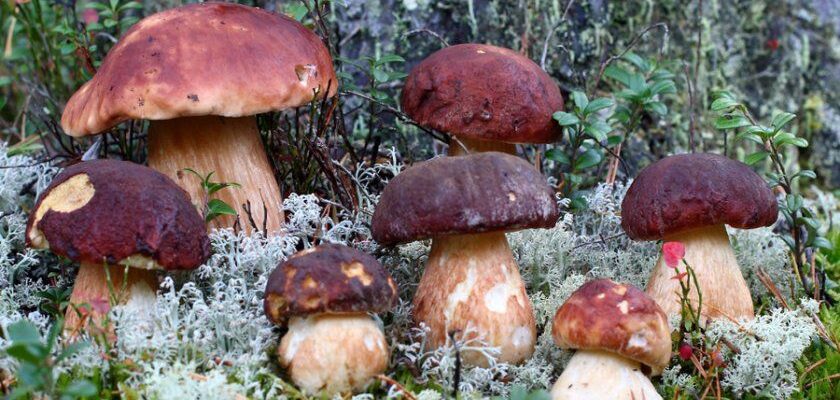 Чому сняться білі гриби: розкриття значення та символізму сновидінь