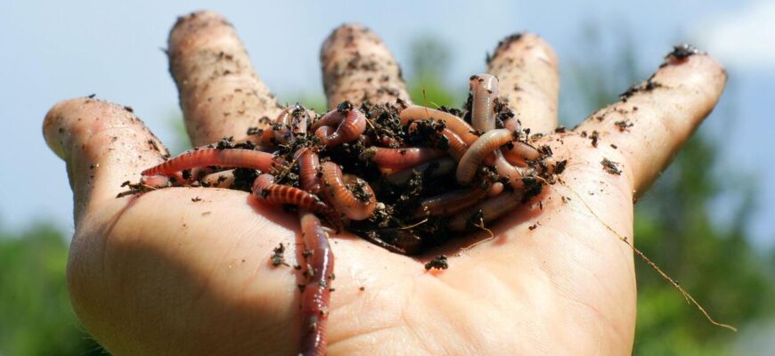 Чому сняться черв’яки: розкриття підсвідомих значень ваших снів