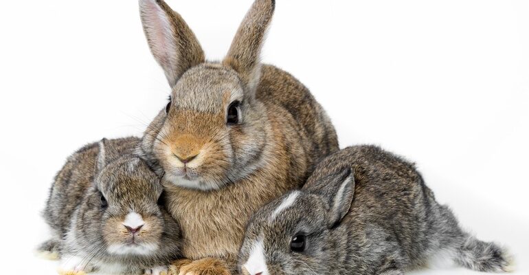 Чому сняться кролики: розгадуємо значення сновидінь про пухнастиків