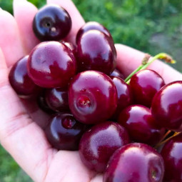 Електронний збірник текстів і завдань соціокультурної змістової лінії.