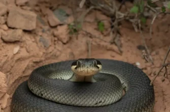 Чому сниться змія: значення снів та їх тлумачення для життя