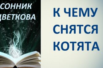 Чому вам наснилося кошеня: значення та тлумачення сну про кошенят