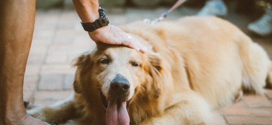 Чому вам сниться чорна собака: розкриття таємниць сновидіння