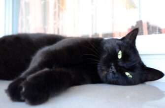 Чорний кіт у сні: що означає і як впливає на ваше життя?