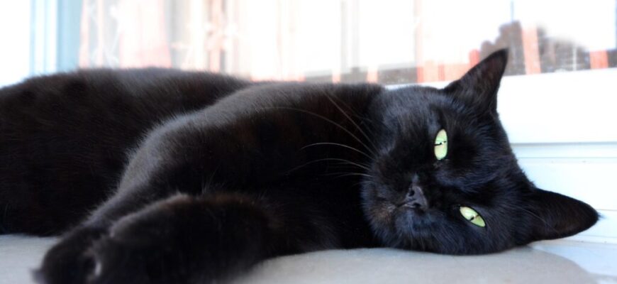 Чорний кіт у сні: що означає і як впливає на ваше життя?