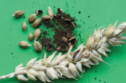 Чи безпечно годувати свиней зерном, ураженим сажкою: поради експертів