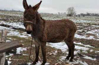 Чи безпечно годувати тварин зерном, зараженим сажкою: важливі факти