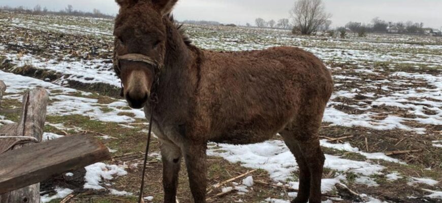Чи безпечно годувати тварин зерном, зараженим сажкою: важливі факти