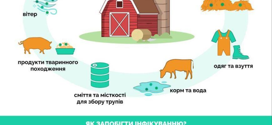 Чи безпечно забивати свиню, якщо вона хвора на рожу: поради та ризики