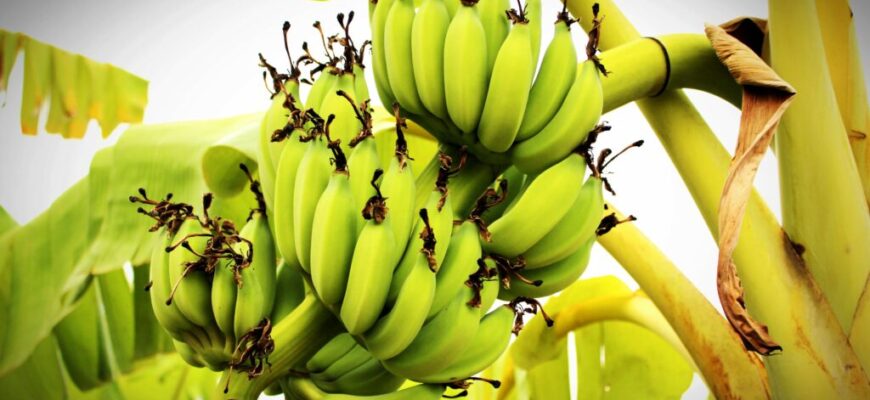 Чи дозволені банани при панкреатиті: користь і небезпека для здоров’я