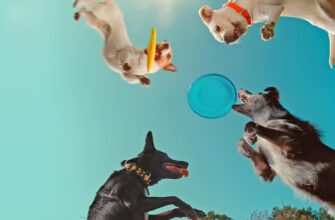 Чи може чумка собаки бути загрозою для людини: факти і міфи