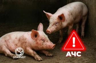 Чи можливо вилікувати чумку у собак: ефективні методи та поради