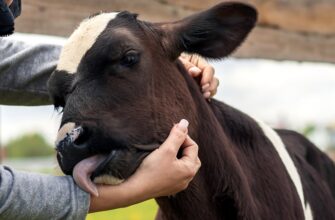 Чи можна доїти корову перед отеленням: ключові поради та нюанси