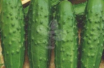 Чи можна консервувати огірки Фенікс: поради та рекомендації