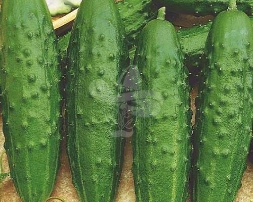 Чи можна консервувати огірки Фенікс: поради та рекомендації Чи можна консервувати огірки Фенікс: поради та рекомендації