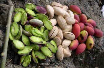 Чи можуть фісташки зростати в Україні: дослідження умов і перспективи