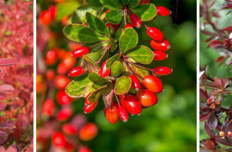 Чи опадає листя у барбарису восени: відповіді та поради садівникам