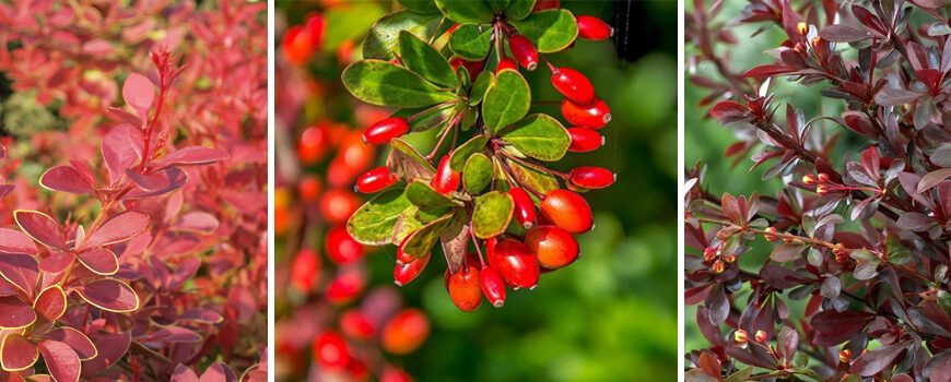Чи опадає листя у барбарису восени: відповіді та поради садівникам Чи опадає листя у барбарису восени: відповіді та поради садівникам