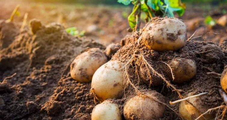 Чи цвіте картопля Коннект: особливості та поради для вирощування