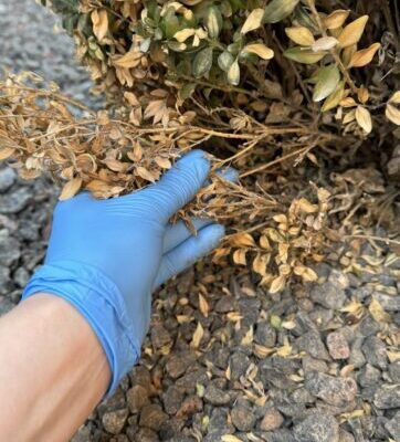 Чи відновиться самшит після вогнівки: шанси на повне відновлення рослини