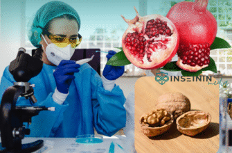 Чи вирощують гранат в Україні: кліматичні умови та перспективи розвитку