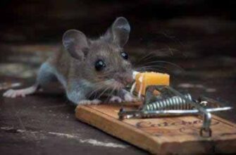 До чого сняться багато мишей: символіка снів і їх тлумачення