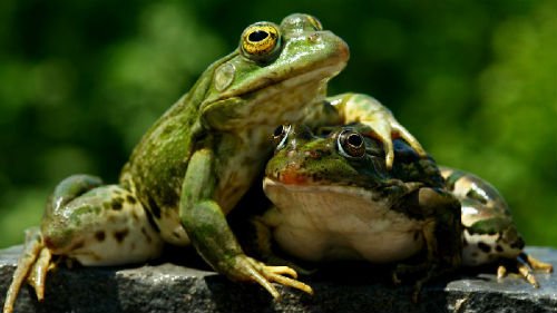 Сонник багато жаб уві сні до чого сниться багато жаб – Корисні ...