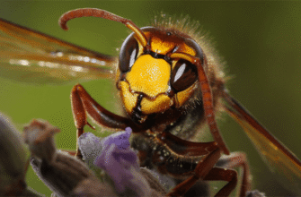 До чого сняться бджоли, які кусають: значення та тлумачення снів
