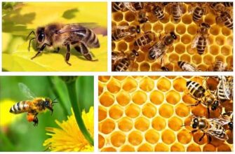 До чого сняться бджоли в хаті: значення сну та його інтерпретація