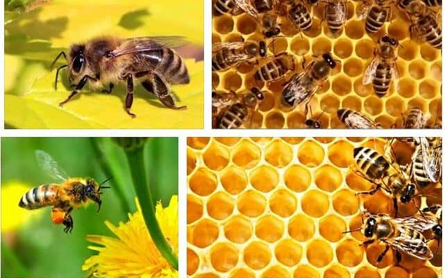 До чого сняться бджоли в хаті: значення сну та його інтерпретація