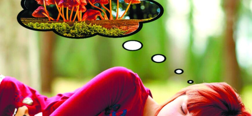 До чого сняться білі гриби: розкриття значення сновидіння з грибами