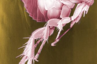 До чого сняться блохи: аналіз та значення сновидінь із блохами