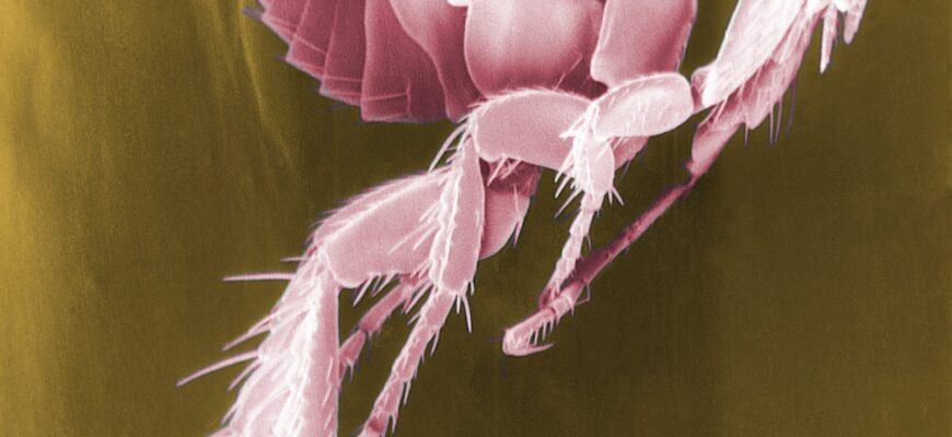 До чого сняться блохи: аналіз та значення сновидінь із блохами