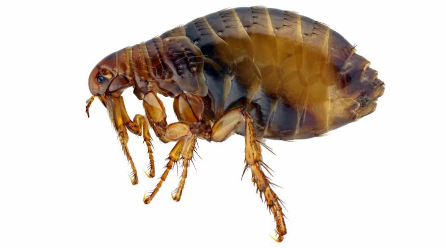 Сонник: блохи на кішці до чого сняться блохи на кішці сні приснилися